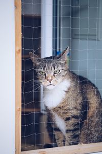 Close-up portrait of a cat