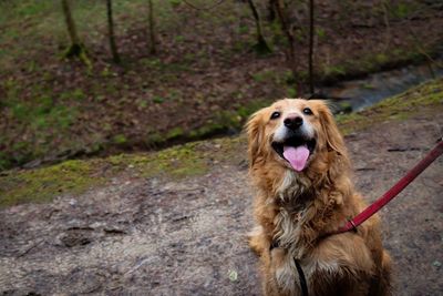 Close-up portrait of dog