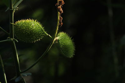 Green datura wrightii seed pods or datura seed pods on the tree