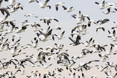 Low angle view of seagulls flying in the sky