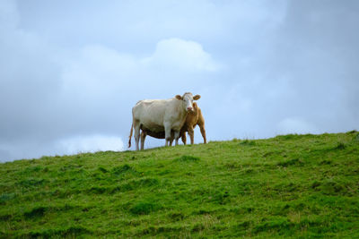 View of cows on field