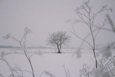 Bare trees on snow covered landscape