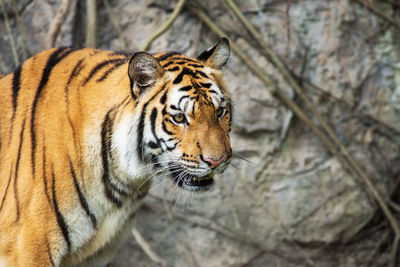 Close-up of a cat looking away