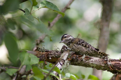 Close-up of bird perching on branch