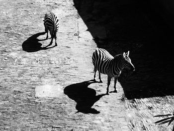 Zebra standing with umbrella