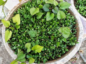 Growing green leafy vegetables