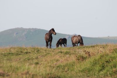 Horses on a field