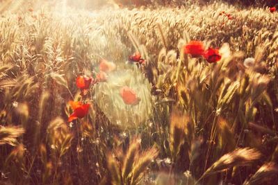 Red poppy flowers in field