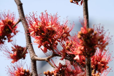 Close-up of pink cherry blossoms in spring