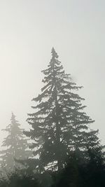 Low angle view of tree against clear sky during winter