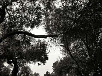 Low angle view of bare trees