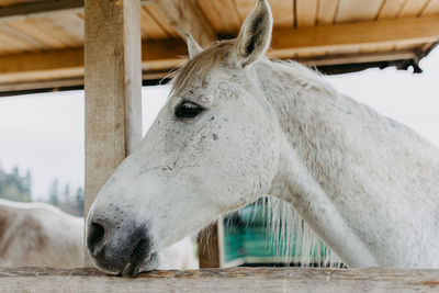 Close-up of horse standing outdoors