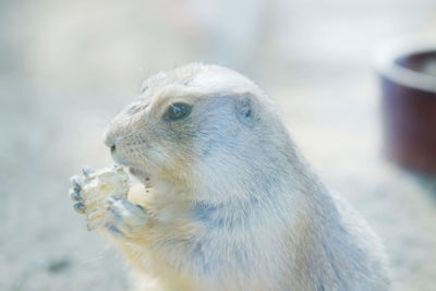 Close-up of prairiedog eating