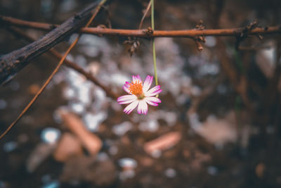 Close-up of pink flower