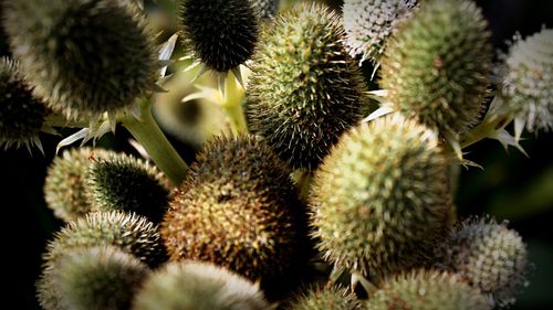 Close-up of cactus growing outdoors