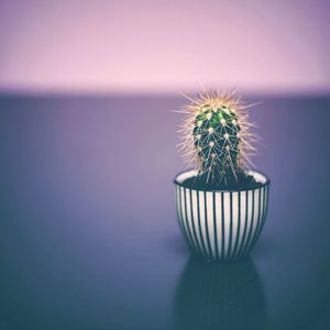 Close-up of potted plant on table