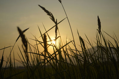 Close-up of stalks in field against sunset sky