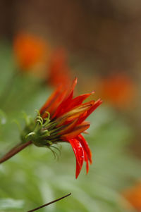 Close-up of flower against blurred background