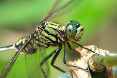 Close-up of insect on leaf
