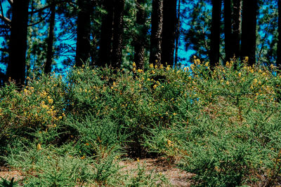 View of trees in forest