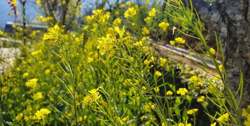 Close-up of yellow flowering plants on field