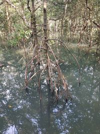 Scenic view of lake in forest