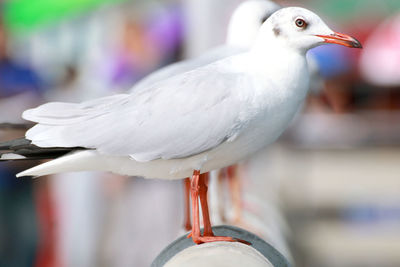 Close-up of seagull perching