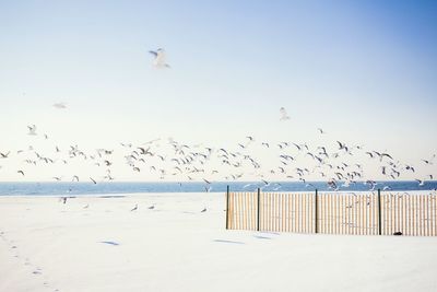 Flock of birds flying at beach against sky