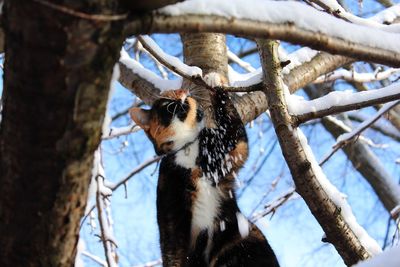 Close-up of cat on tree trunk