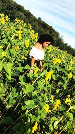 Yellow flowers on field