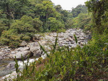 Scenic view of river amidst trees in forest