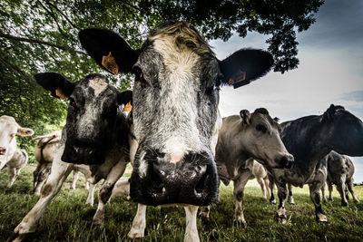 Cows standing in the field