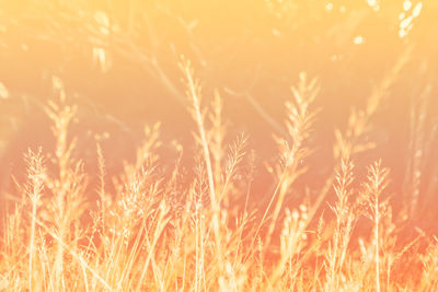 Close-up of stalks in field