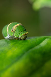Close-up of snail on leaf