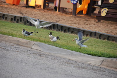 Flock of birds on the road