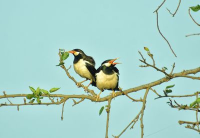 Low angle view of birds perching on tree against sky