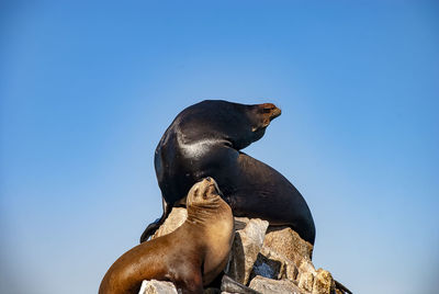 Sea lions basking in the sun at lands end in the resort of cabo san lucas 