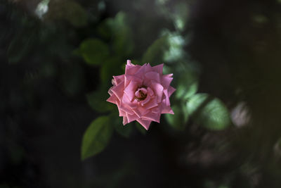 Close-up of pink rose