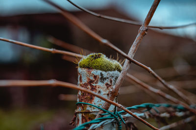 Close-up of rusty metal fence