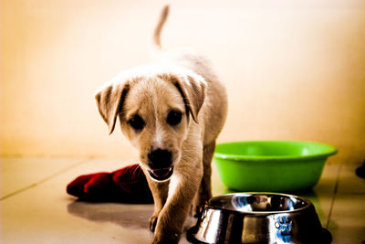 Close-up portrait of dog