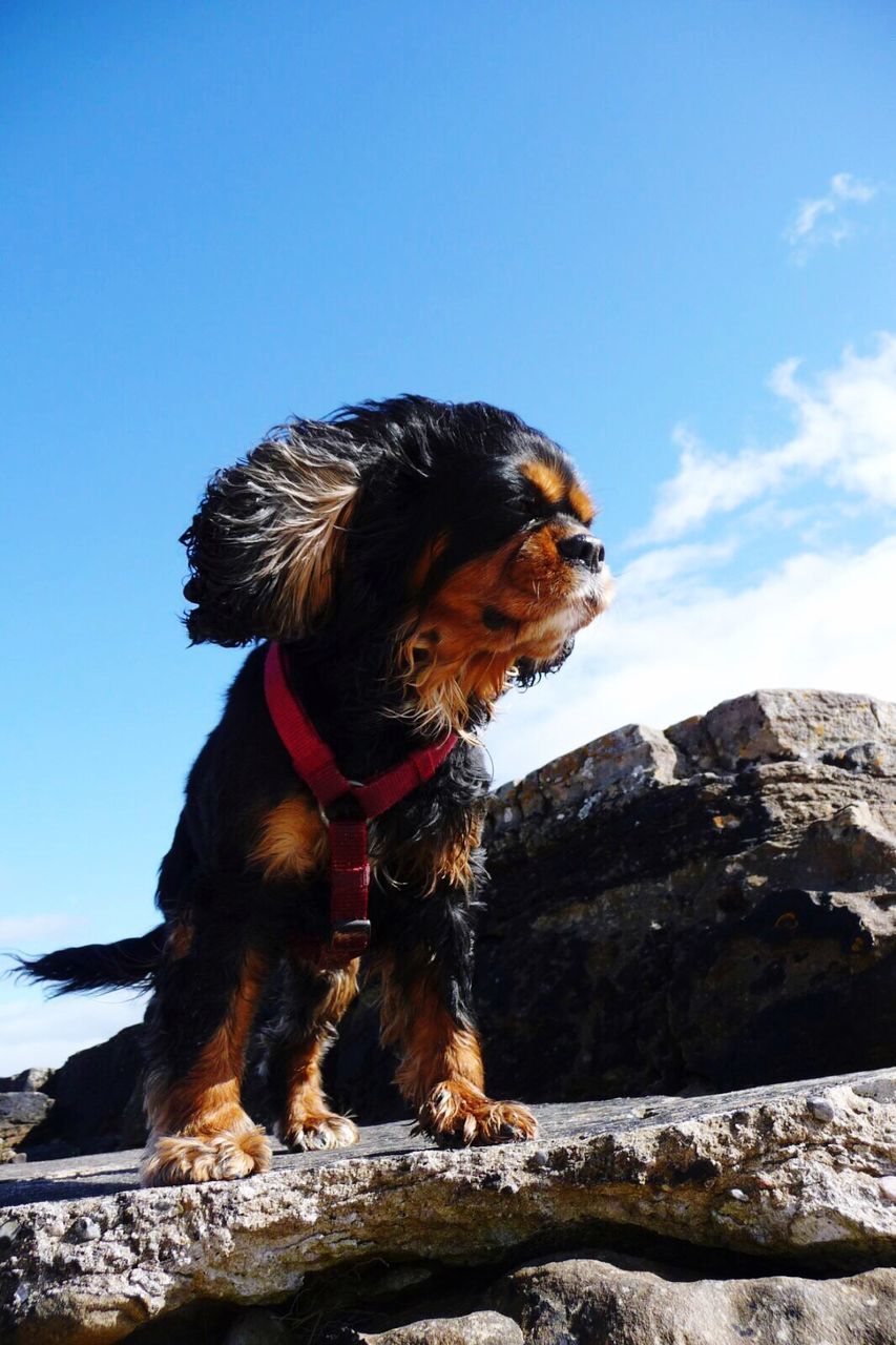 domestic animals, one animal, animal themes, dog, mammal, sky, full length, mountain, pets, standing, clear sky, blue, sunlight, nature, rock - object, brown, one person, outdoors, low angle view, working animal