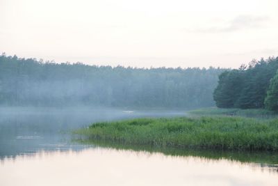 Reflection of trees in calm lake