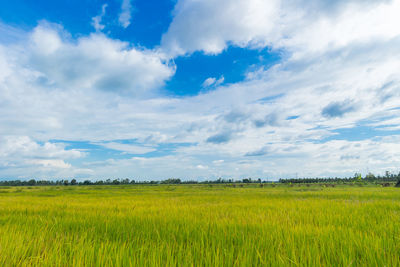 Scenic view of agricultural field against sky
