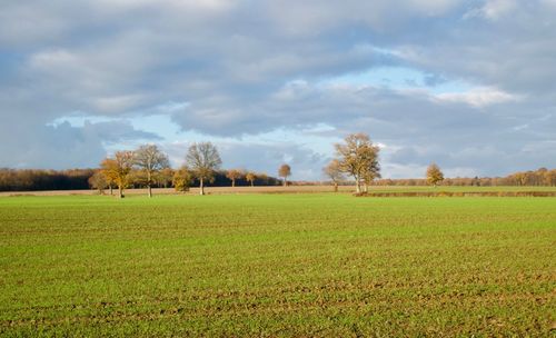 Scenic view of field against sky