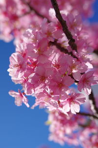 Close-up of pink cherry blossom