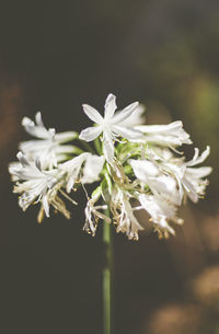 Close-up of white flowering plant