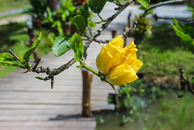 Close-up of yellow rose