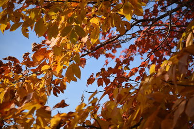 Low angle view of maple leaves on tree