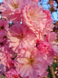 Close-up of pink cherry blossoms