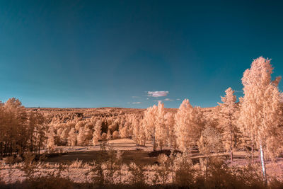 Trees on field against blue sky